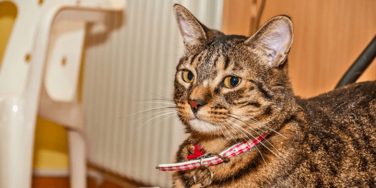 best collar camera for cats